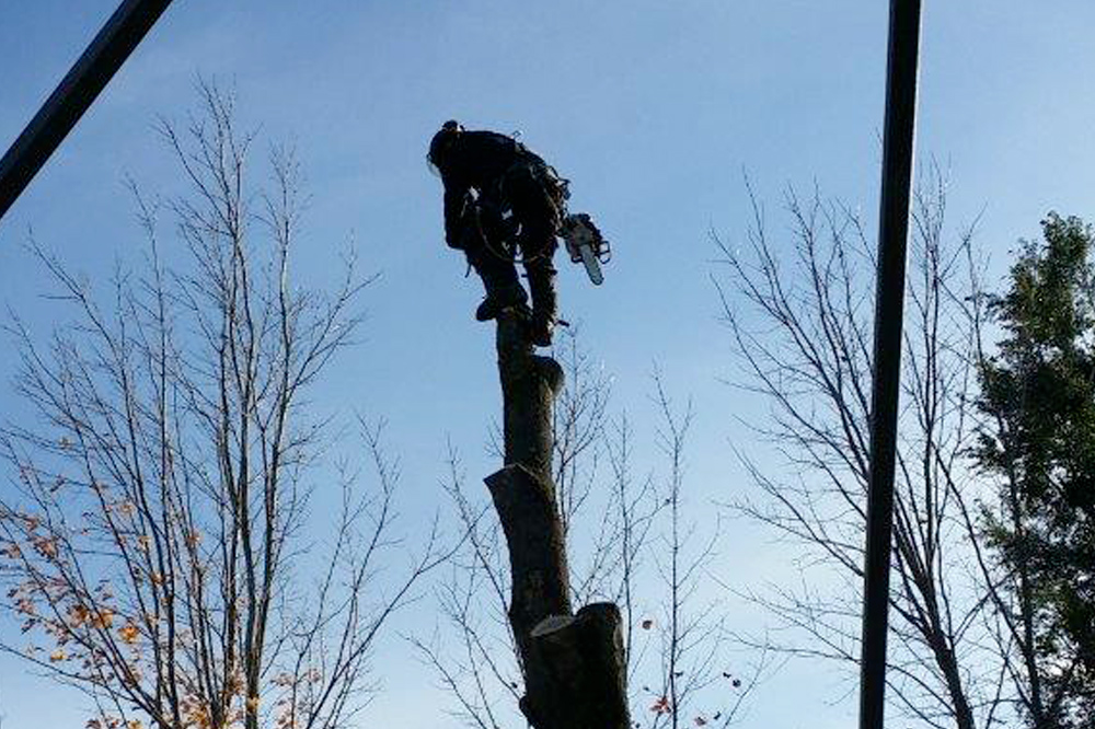 Benjamin Patry, services d'arboriculture