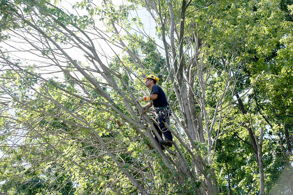 Benjamin Patry, services d'arboriculture