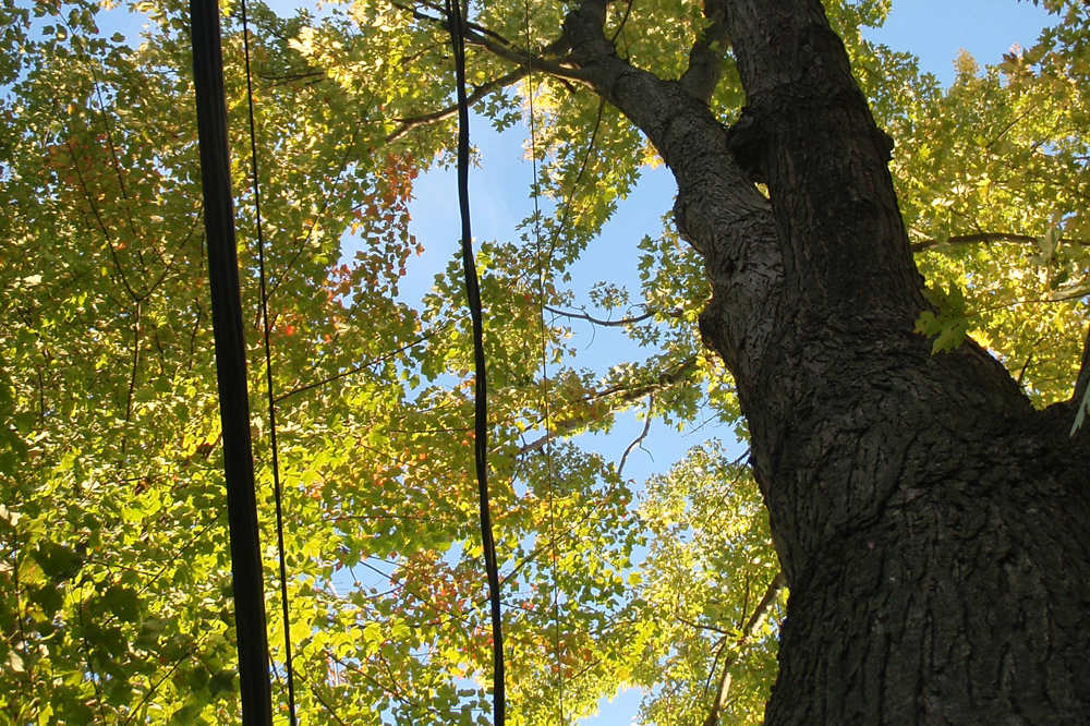 Benjamin Patry, services d'arboriculture