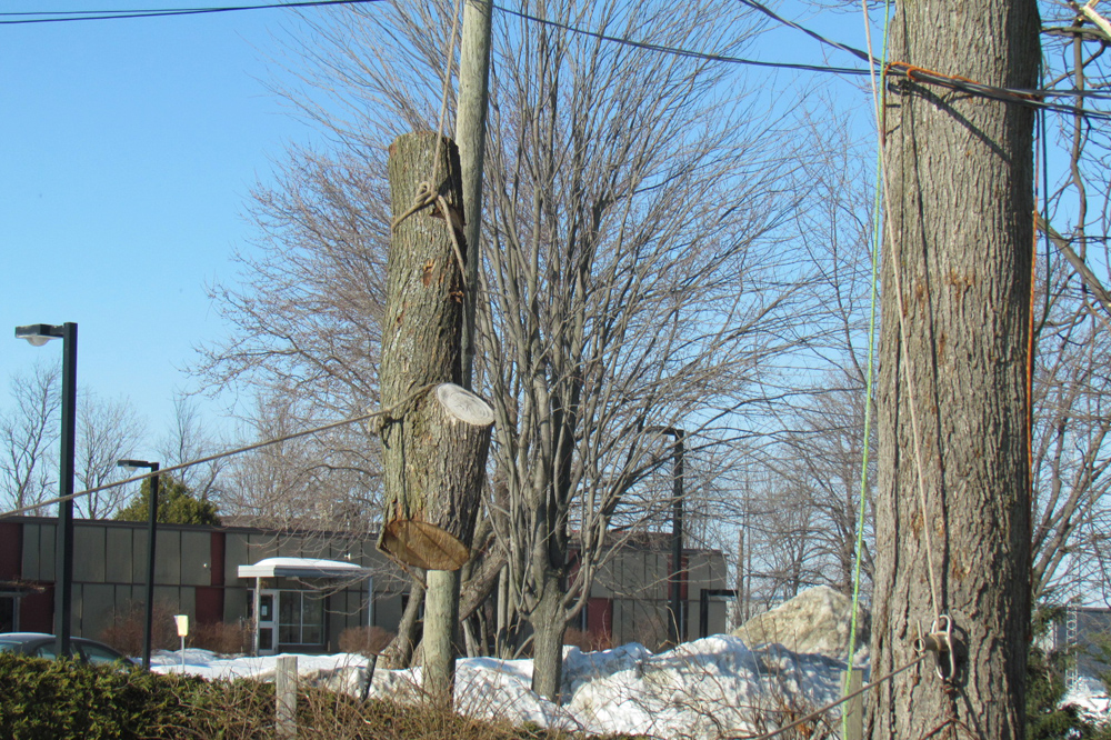 Benjamin Patry, services d'arboriculture