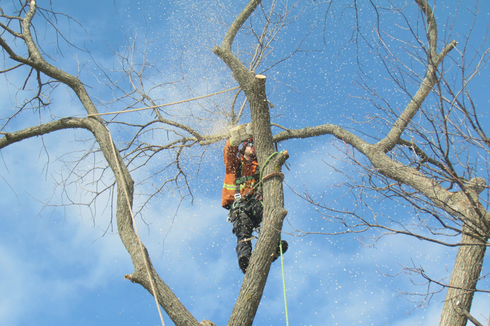 Benjamin Patry, services d'arboriculture