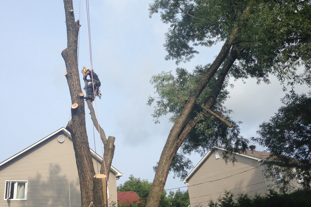 Benjamin Patry, services d'arboriculture