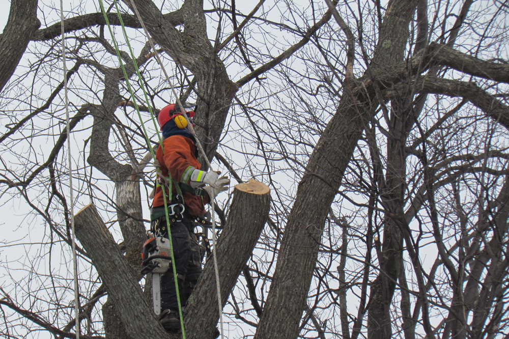 Benjamin Patry, services d'arboriculture