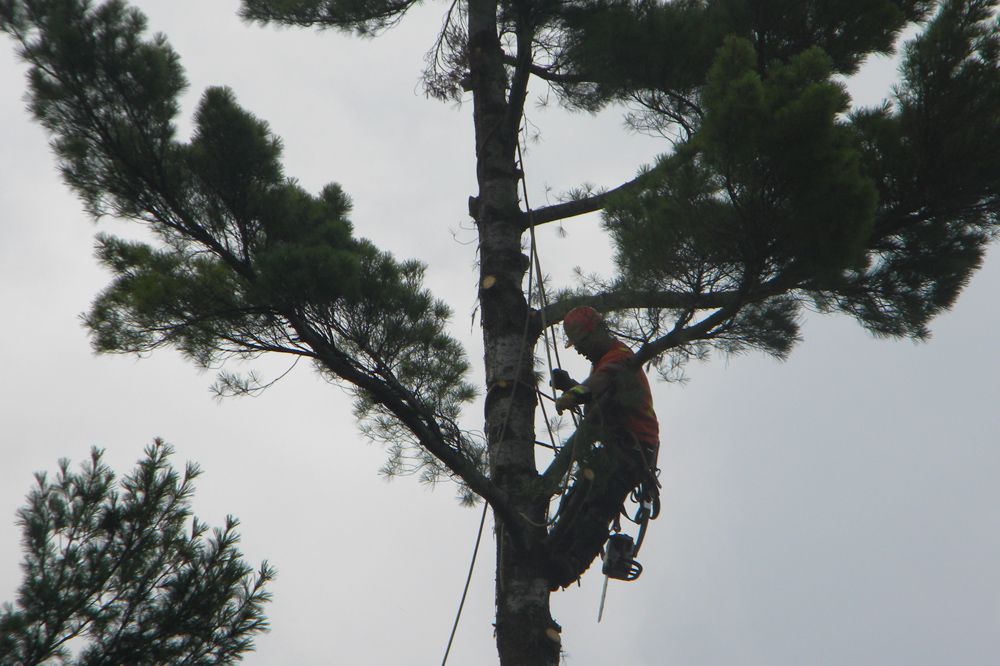 Benjamin Patry, services d'arboriculture