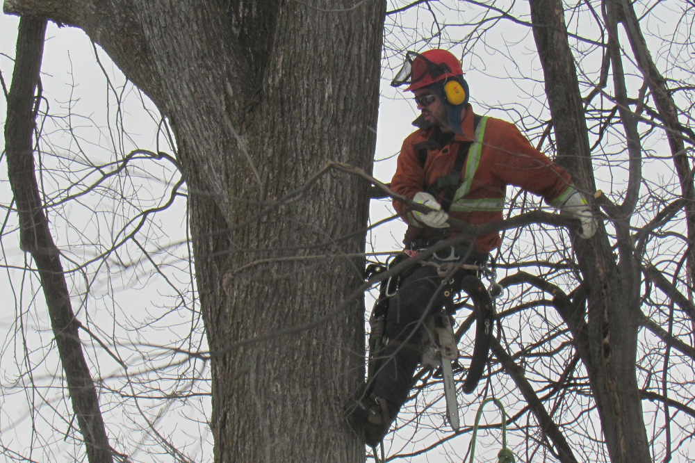 Benjamin Patry, services d'arboriculture