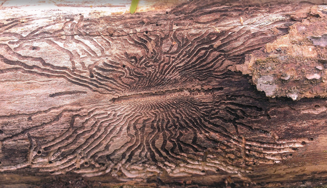 Traces de l'agrile du frêne dans l'arbre