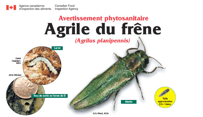 Comment reconnaître l'agrile du frêne